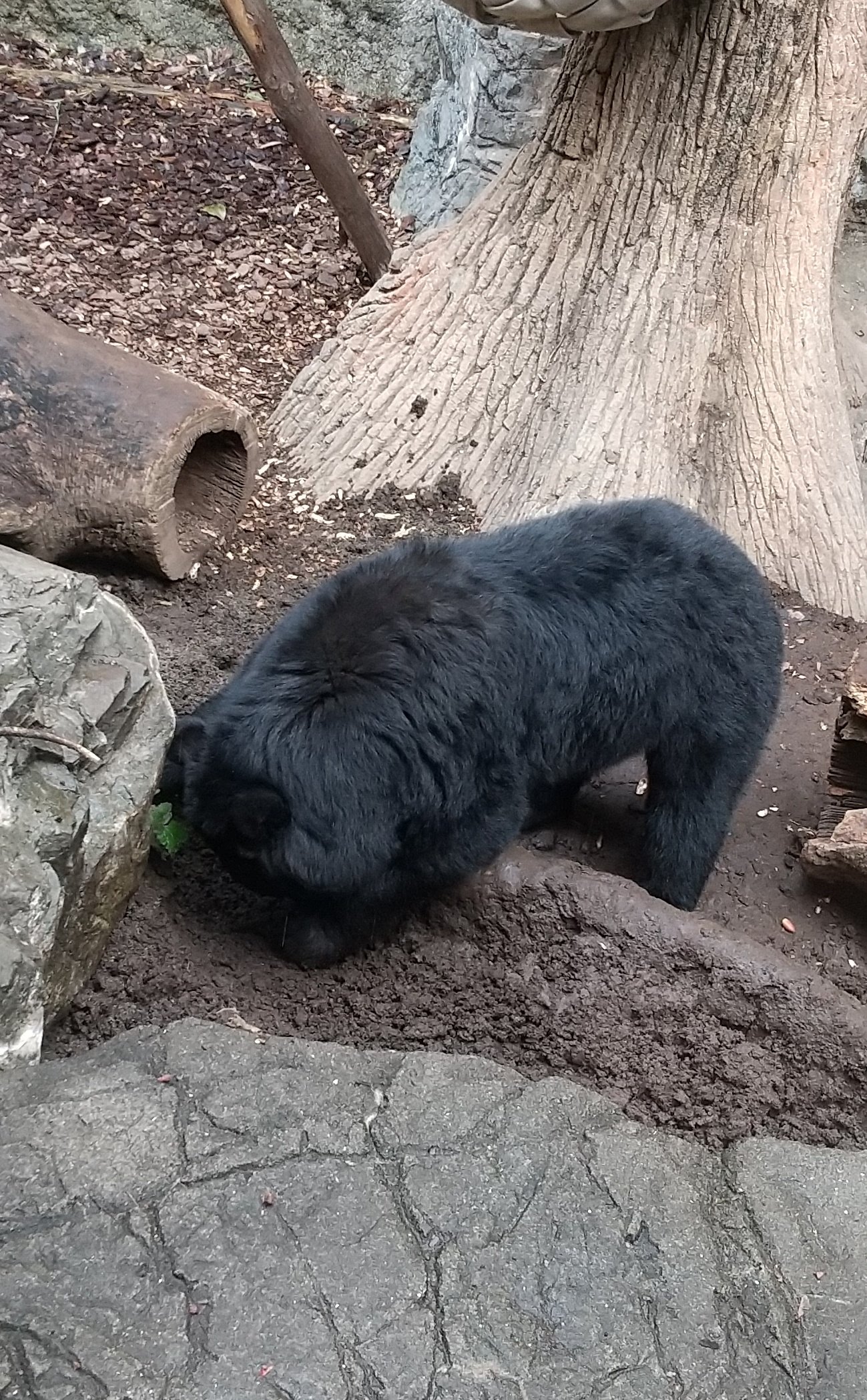 ツキノワグマ　下顎 3a77802ced7099594ab072e1dba09f