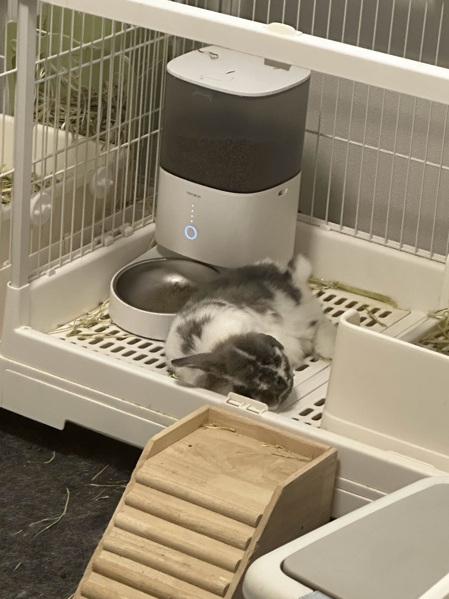 キノコー！ (@kinokoDC) / Posts / X