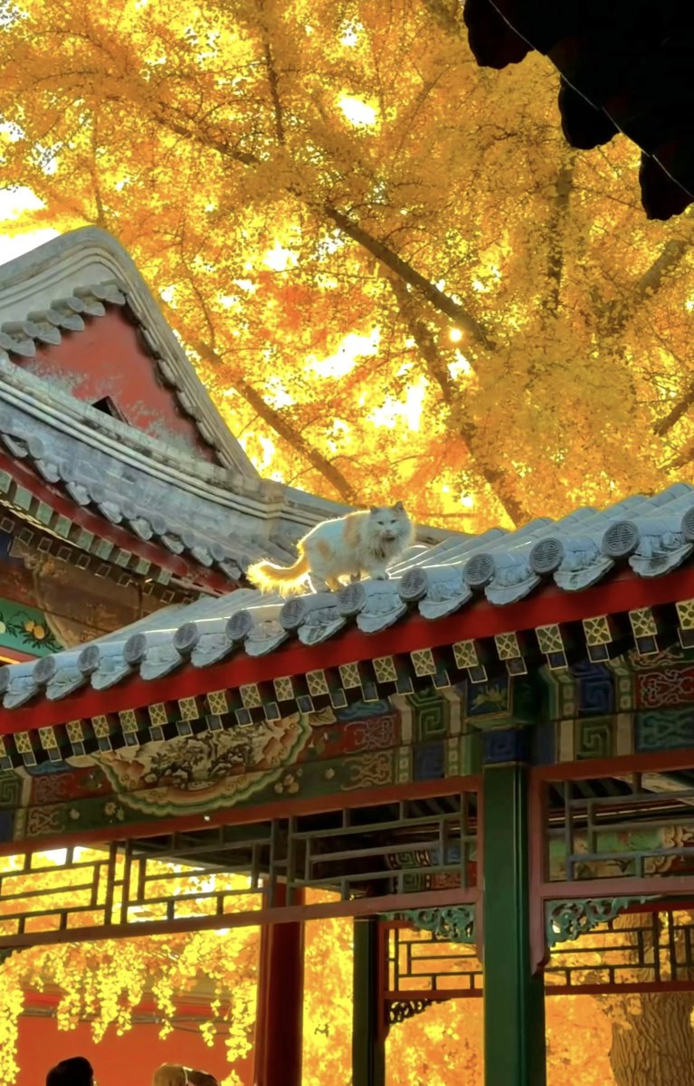 kairakuryo129's tweet image. イチョウと猫が織り成す秋絵巻🍁