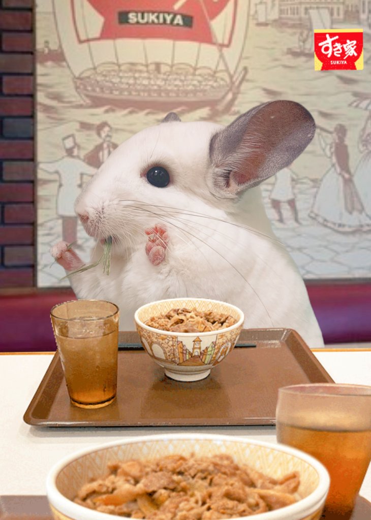 自分チンチラなんで草でいいです✋