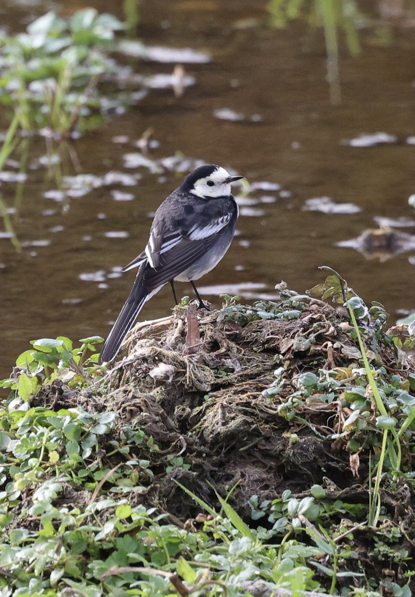 Rose Newbold tweet media