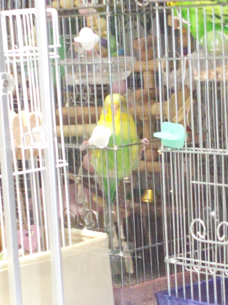 さくらといんこ tweet media