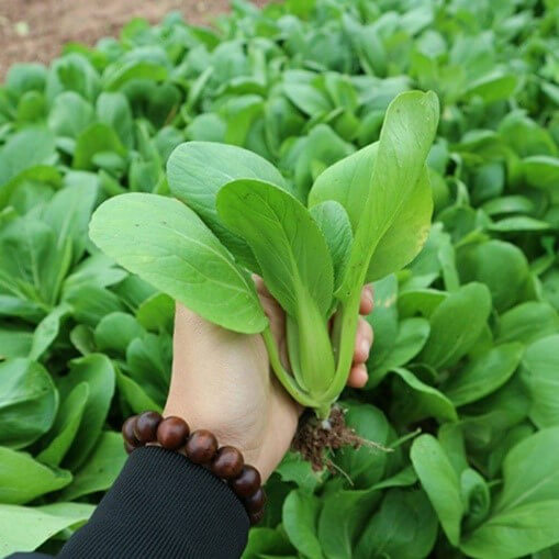cmhoa's tweet photo. Cải thìa – Loại rau “nhỏ mà có võ” trong mọi gian bếp Việt . ==> https://t.co/QgAeHzsioi

#caithia #raucaithia https://t.co/rpIYSWlOGT
