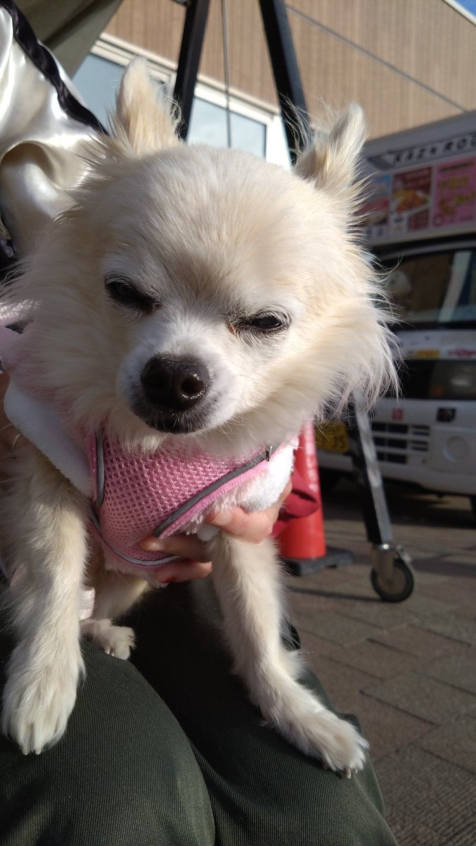 わだページ ☆豆柴らいなパパ☆@らいなウィンチェスター＆日々かり