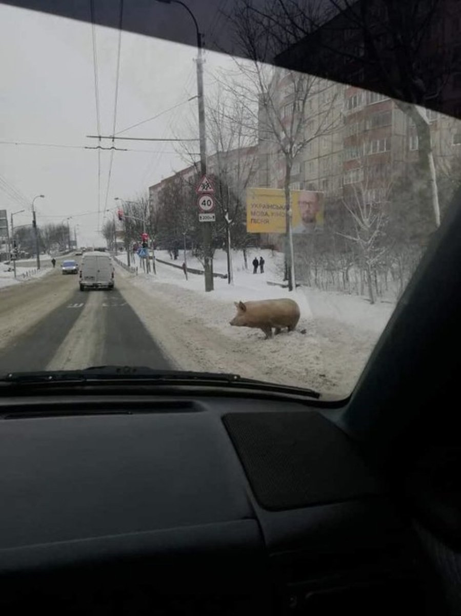 Славко🇺🇦 (@tazasho21) on Twitter photo 