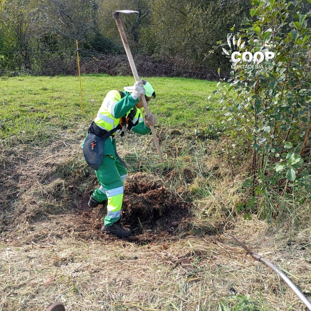 stopcortaderia's tweet photo. 💪 Inclusión y naturaleza de la mano: las brigadas LIFE #CoopCortaderia continuan liberando de #plumeros la ZEC Río Miera (#Cantabria) 🌾
Un esfuerzo inclusivo para proteger la #Biodiversidad y restaurar la #RedNatura2000 💚
#lifeprogramme #lifeproject #discapacidad https://t.co/gibjvGtWQc