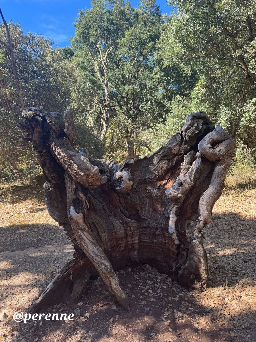 Se convierte en escultura sin manos que lo cincelen
#BuenosDías #4Nov