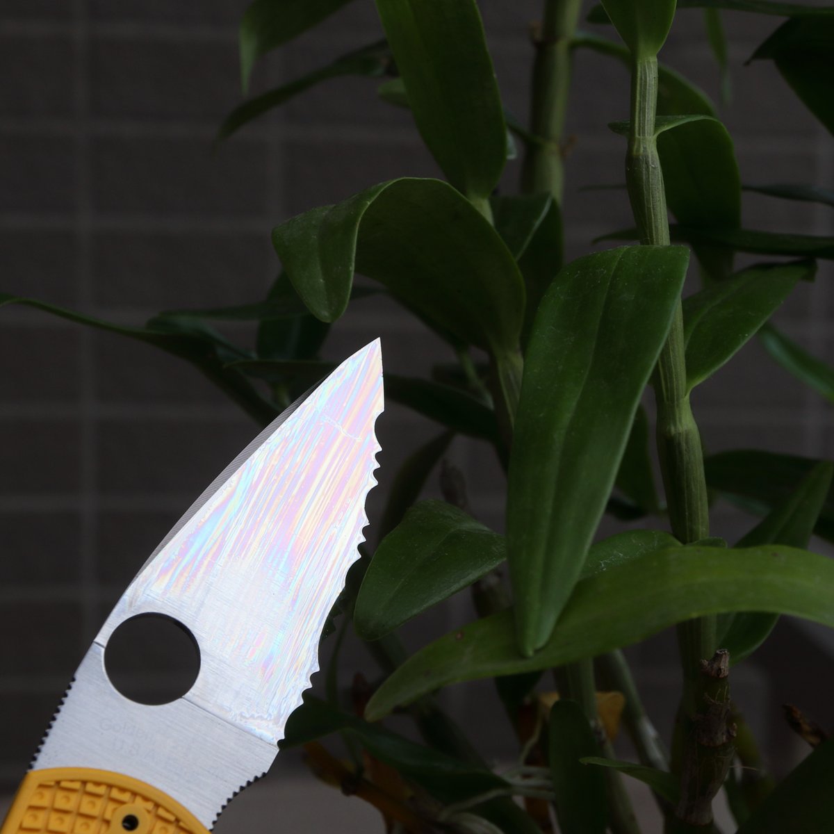 lyuka_jp's tweet photo. The perfect florist knife may be this #Spyderco's #Native5 - a single-edged serrated blade made from #MagnaCut, which won't rust, precise, and ideal for cutting plant fibers without damaging the cells.
The oil film on the blade reflects the sky and shines with iridescent glow✨ https://t.co/Ddr1PuD5bz