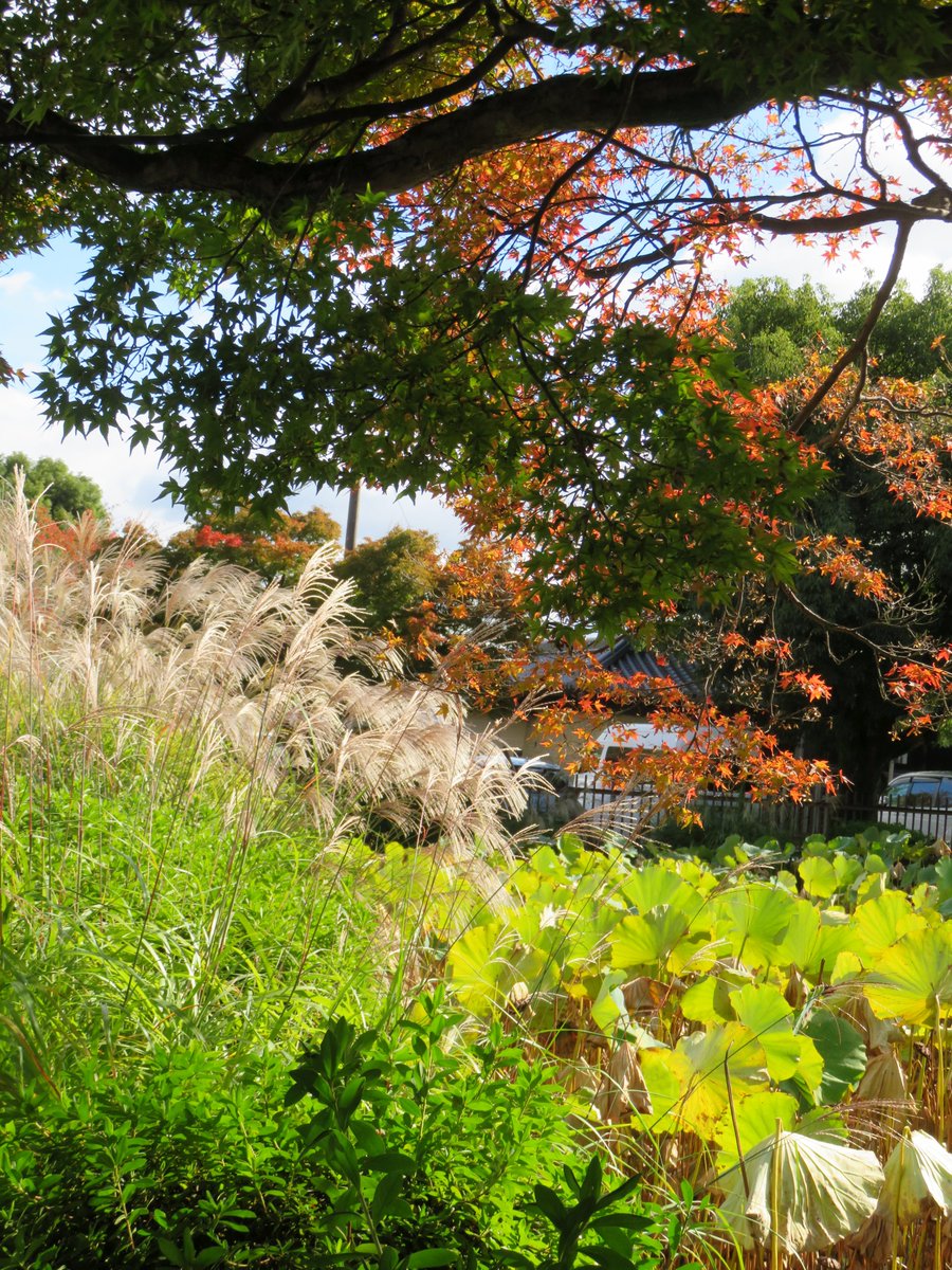 hitomihcx's tweet photo. Tenryu temple/天龍寺/2025.11.01
#Kyoto #京都 #arashiyama #嵐山
#TenryuTemple #天龍寺
#NearbyTemple #近所の寺
#WorldHeritage #世界遺産
#NearbyWorldHeritage #近所の世界遺産
#AutumnLeaves #紅葉
#SilverGrass #ススキ #すすき https://t.co/rFMPtViYix