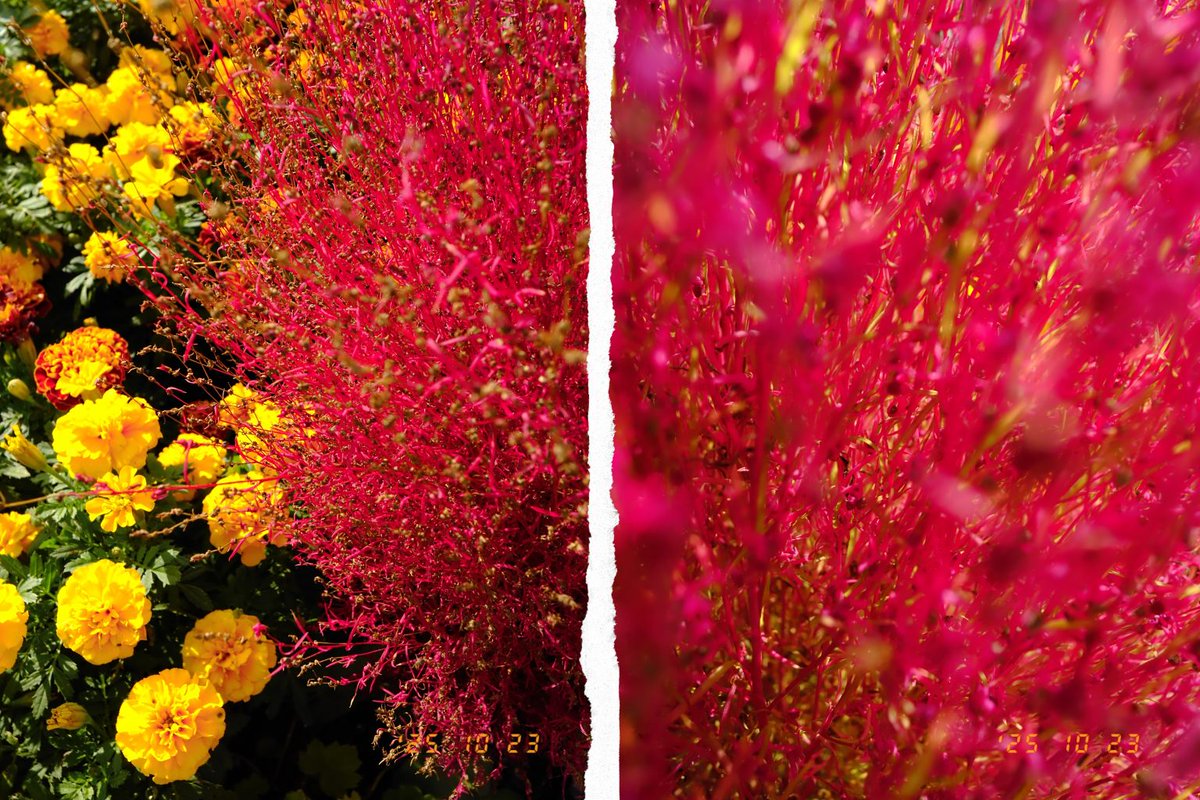 カメラ専門店 マップカメラ【公式】 on X