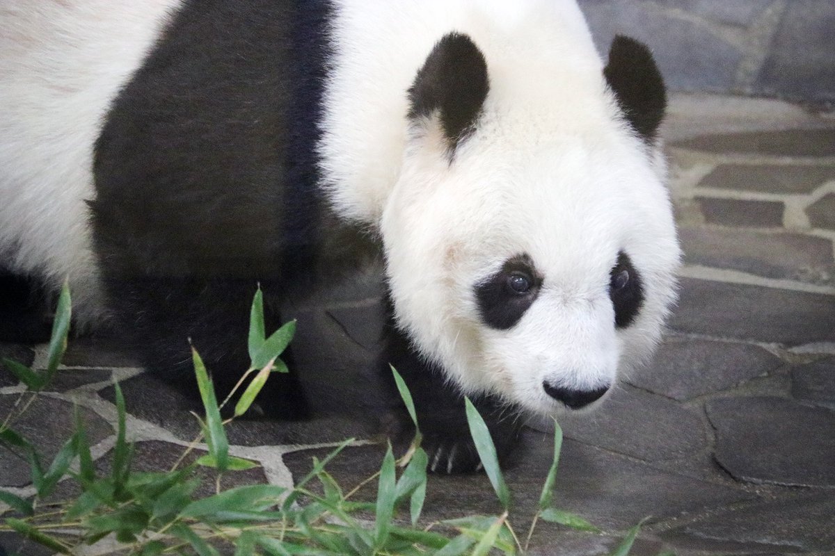 しあわせって感じられる日が多いとうれしいわ」🐼🎶 #水曜日のお嬢様