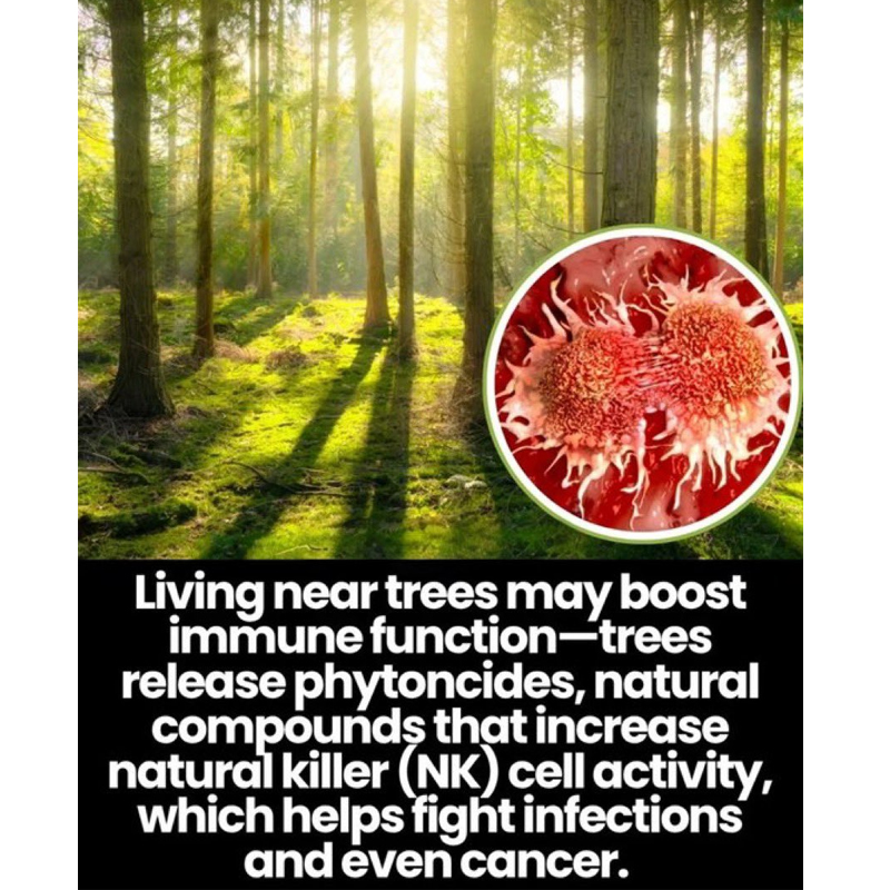 OrganicLiveFood's tweet photo. Studies show that spending time near trees can boost your immune system by increasing the number and activity of natural killer (NK) cells 🌳

This is due to the inhalation of phytoncides, volatile organic compounds released by trees that help fight infections and even cancer. https://t.co/twYnBuSBDy