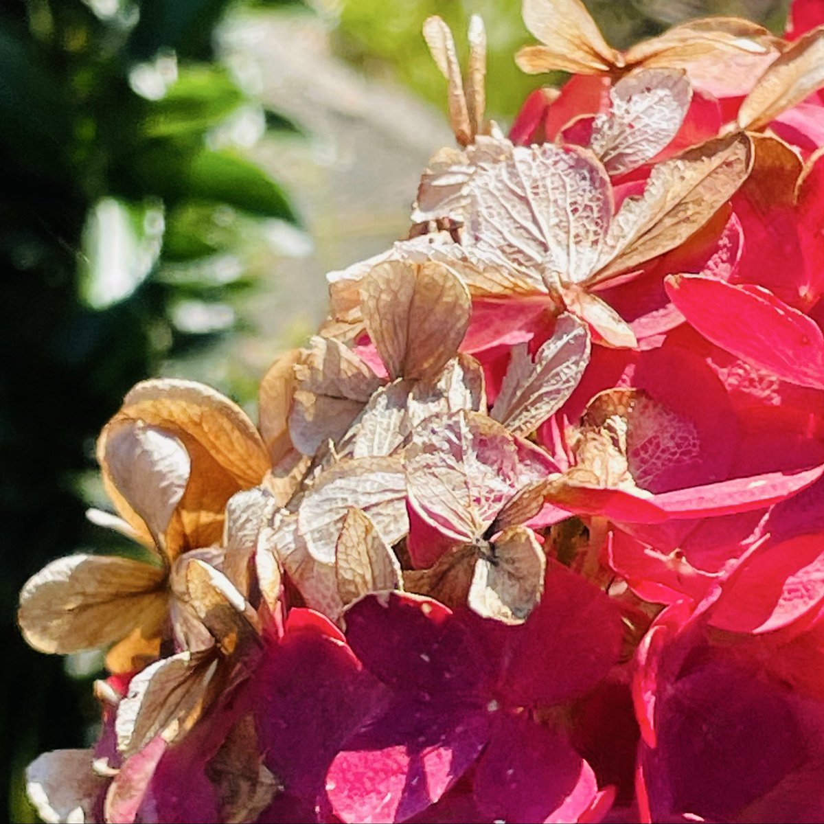 あじさいページ す縫うぴ on X