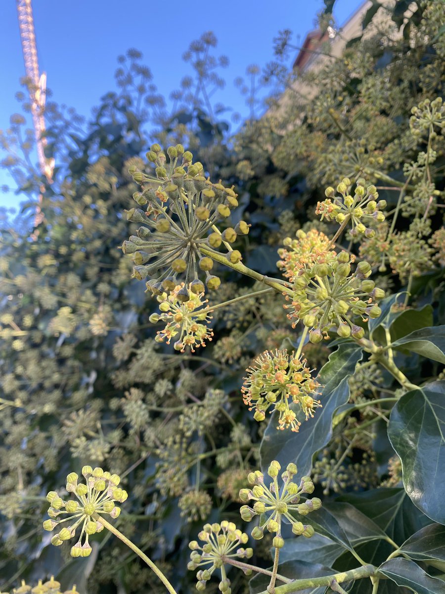 Sonia Zuccaro tweet media