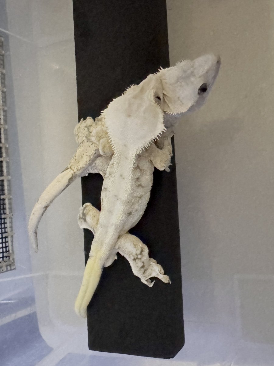 Buzzooヤモリん🦎カフェ☕✧ (最下蟲🃏公認サポーター.ʕ•̫͡•ʔ