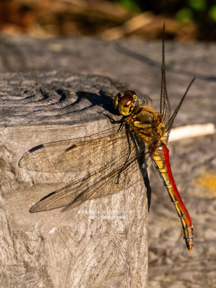 僧侶×写真家 高橋直暉 on X