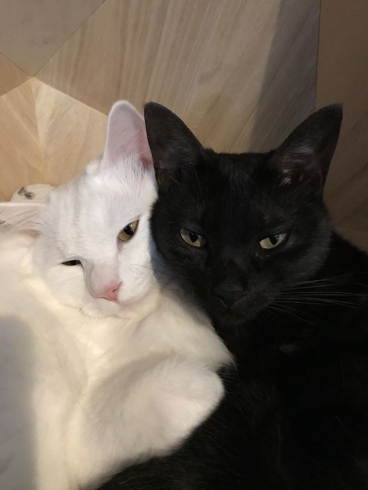 Miaw tweet media