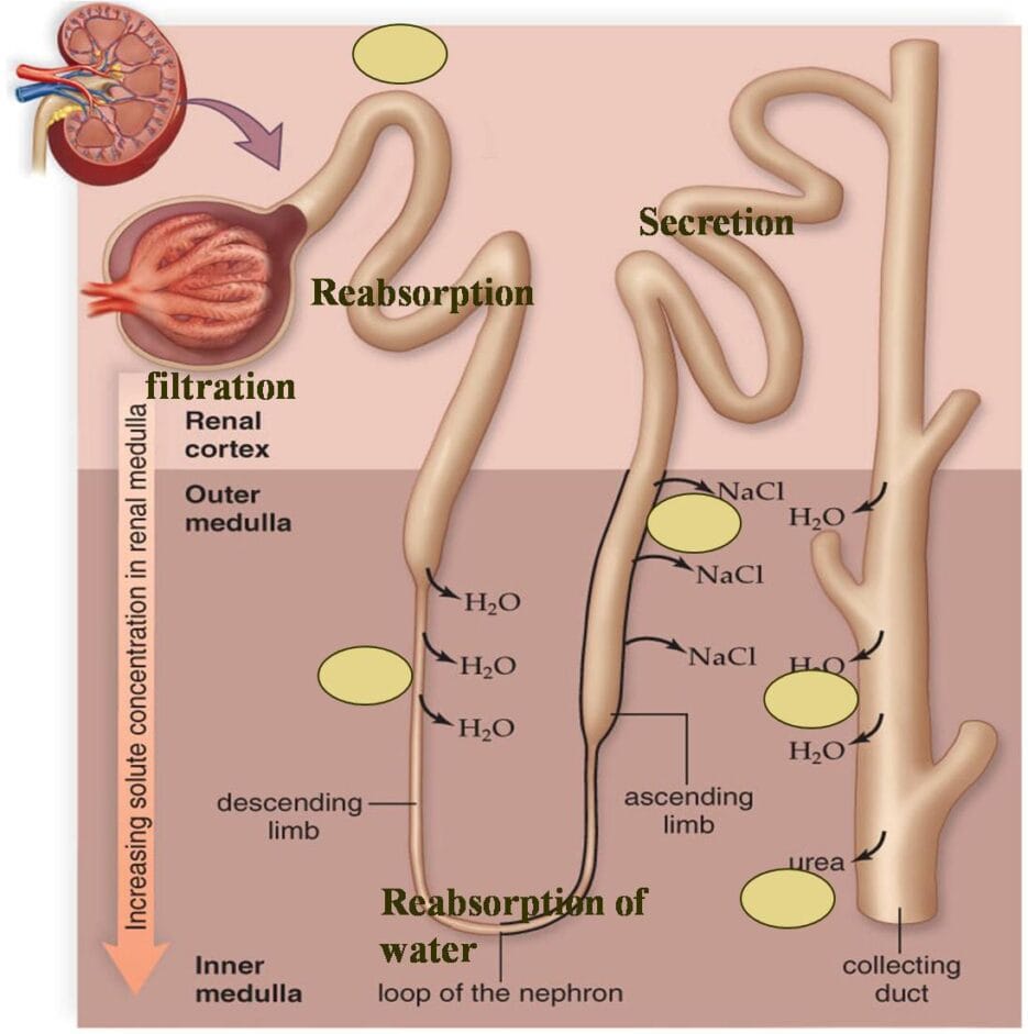 TheKidneyWarri1's tweet image. #UrineFormation:
The production of #urine is a crucial process that is frequently overlooked. The #kidneys are the masters of this amazing process, which is vital to preserving our general health and internal balance.  share.google/IsUgC0O0C9mlJy…
