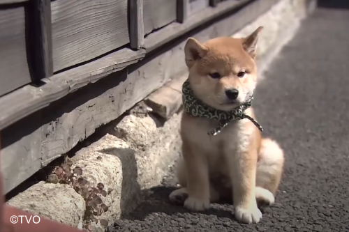 豆助 -Mamesuke- 公式 (@mamesuke_tvo) / Posts / X