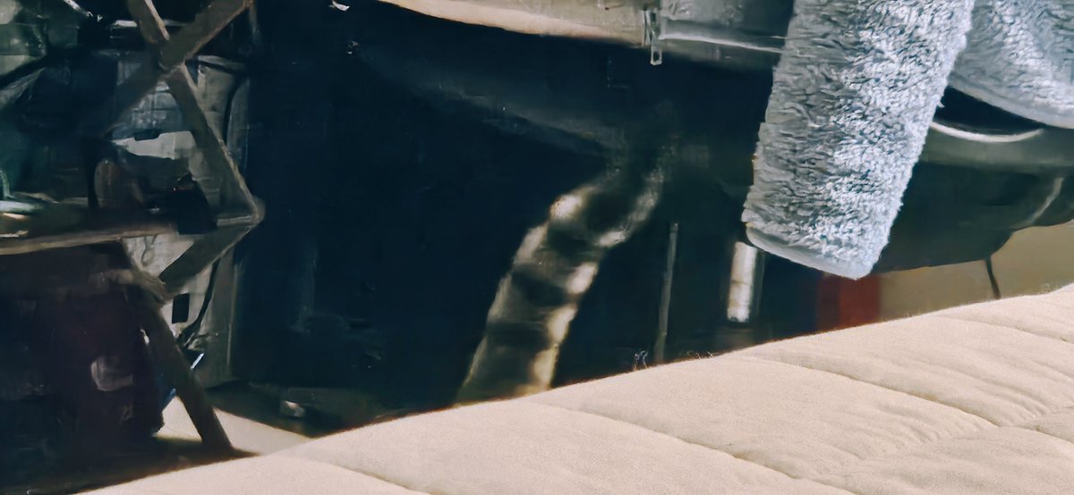 용이와 별이와 겨울 tweet media