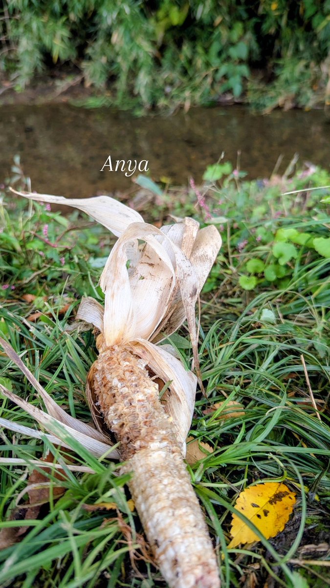 流木のイノシシ kikuchi@渓流 on X