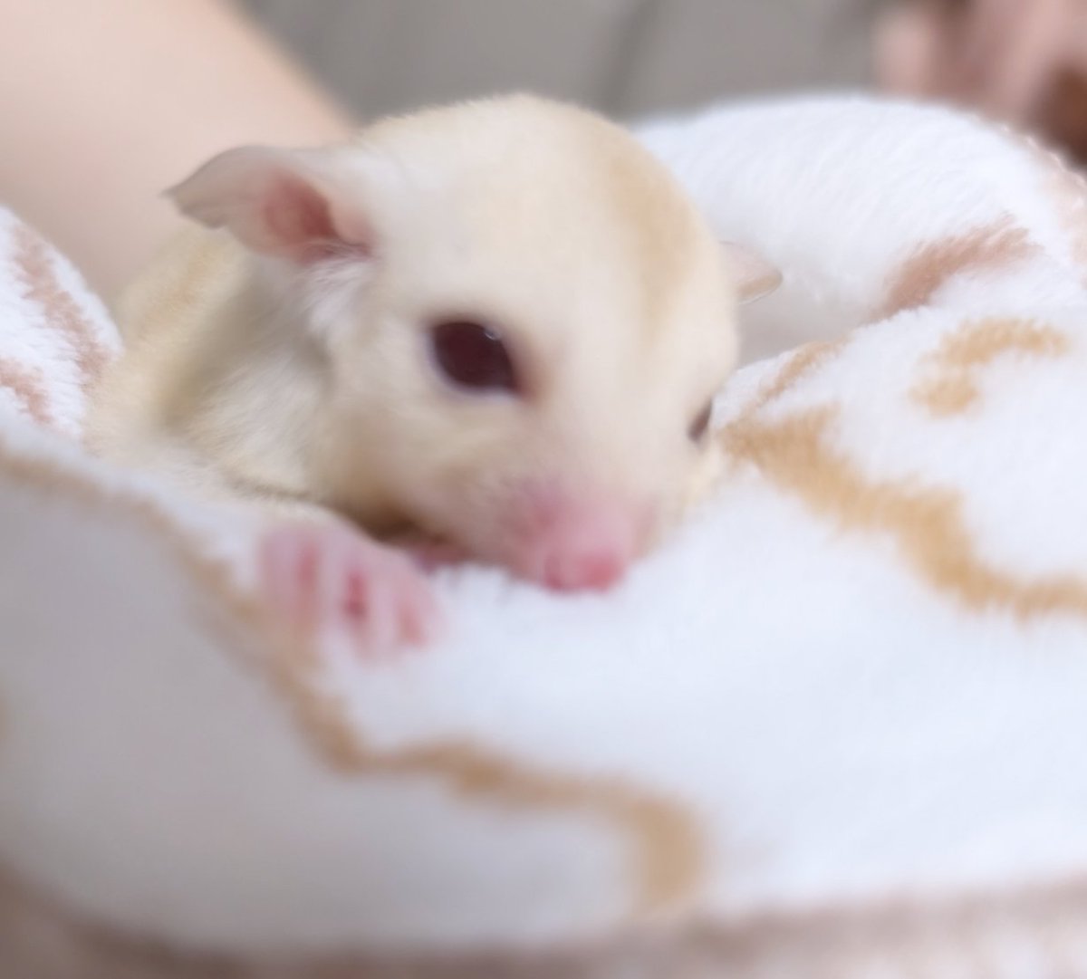 🍑ふくもも✾~ぷくぷく~𓄛𓄛𓄛(名古屋) (@fukumomo_ppp) / Posts / X