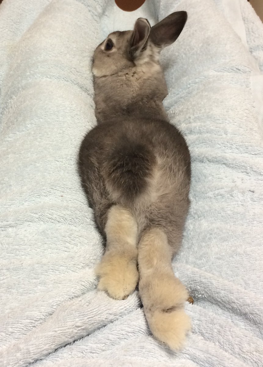 #いいおしりの日