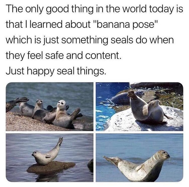 WholesomeMeme's tweet photo. https://t.co/hdDfLbk6j9