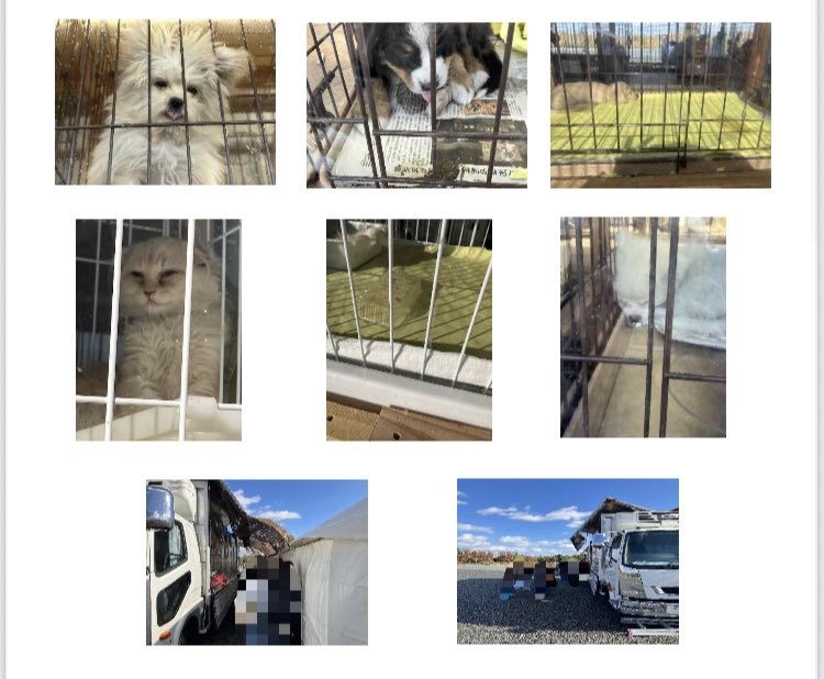 きなこもち on X