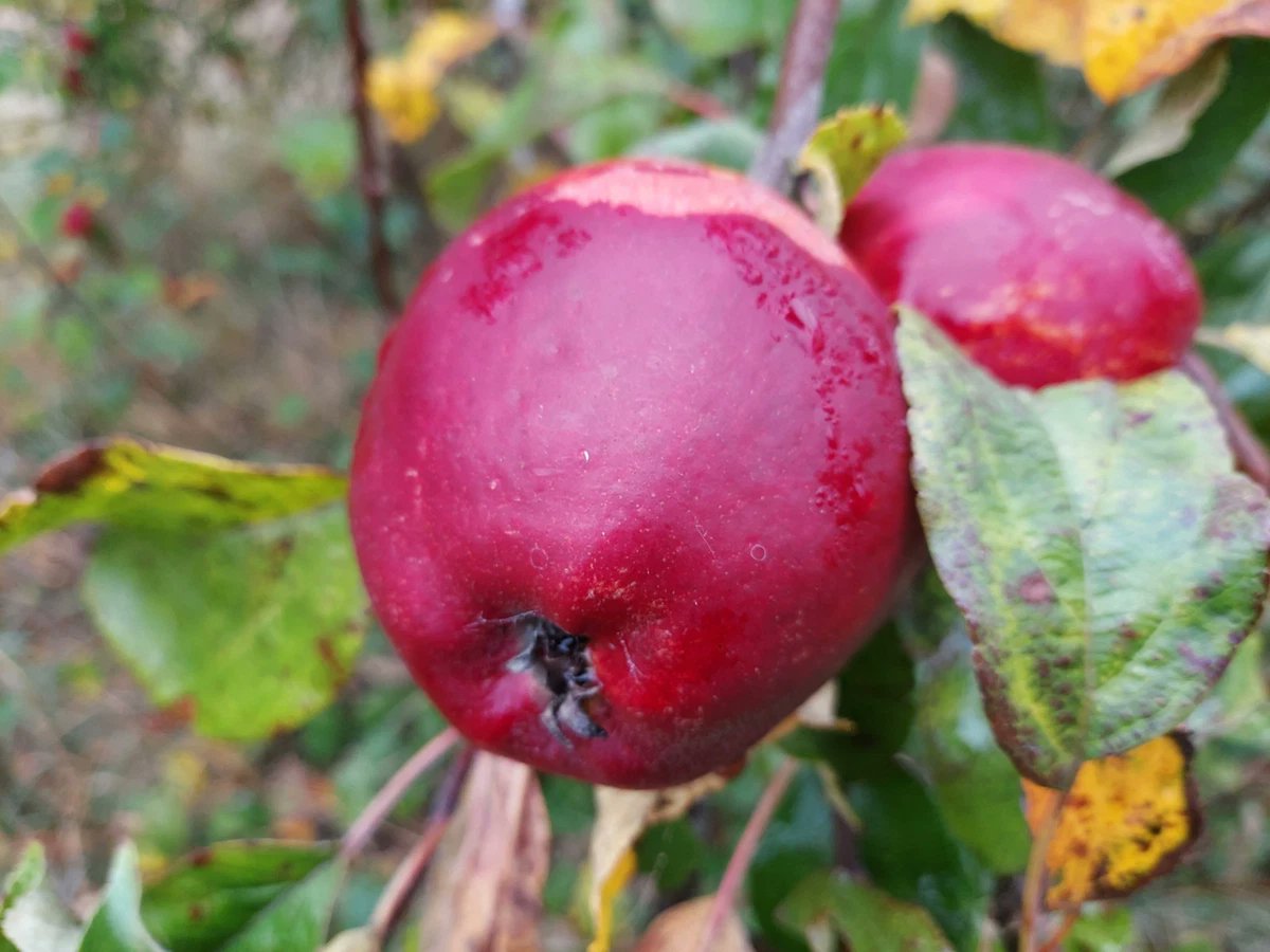 netherfield 🌻 tweet media