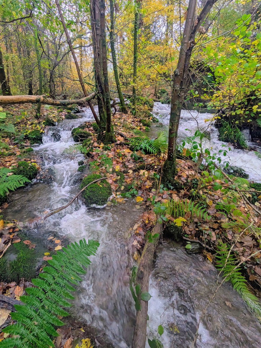 hullsaddler's tweet photo. Stream in Beckmickle Ing woods.
@NorthWestFoss https://t.co/ehez5NASRn