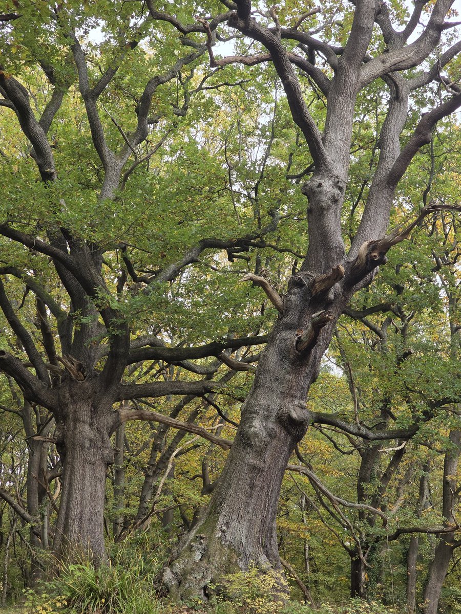 Goodmorning friends ☕️☕️ Happy #thicktrunktuesday Life is a joy when you hang out with trees.