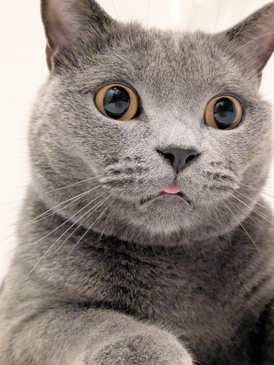 コブたぬキツねこ コブたぬキツねこ様専用 【公式通販】