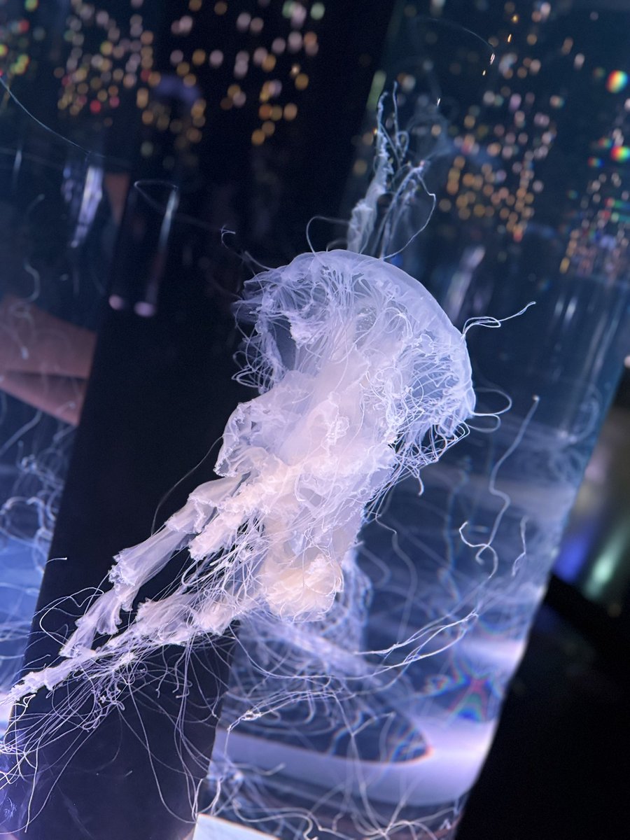 baisedeshuimu's tweet photo. 水の母という名も
海の月という名も
これほどまで似合う生き物がいたことか

何も考えずに漂っているようで
いざというときは毒を宿し
身を守ることも知っている

美しい薔薇に棘があるように
その透きとおる身にも
静かな刃がある

そういう者に
私はなりたいと乞う https://t.co/l6S1XI5OHK