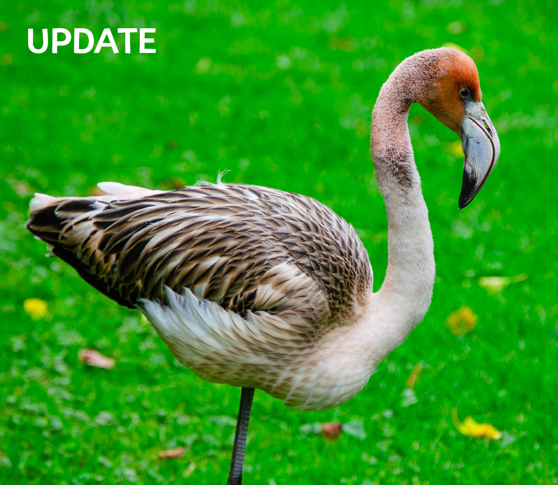 UPDATE Still looking for Frankie
A big thank you to everyone for your comments &amp; sightings yesterday. Please keep sending us your sightings as soon as you can whenever you see a bird that could be her. Call on 01736 753365, email info@paradisepark.org.uk or message us 🙏 xx