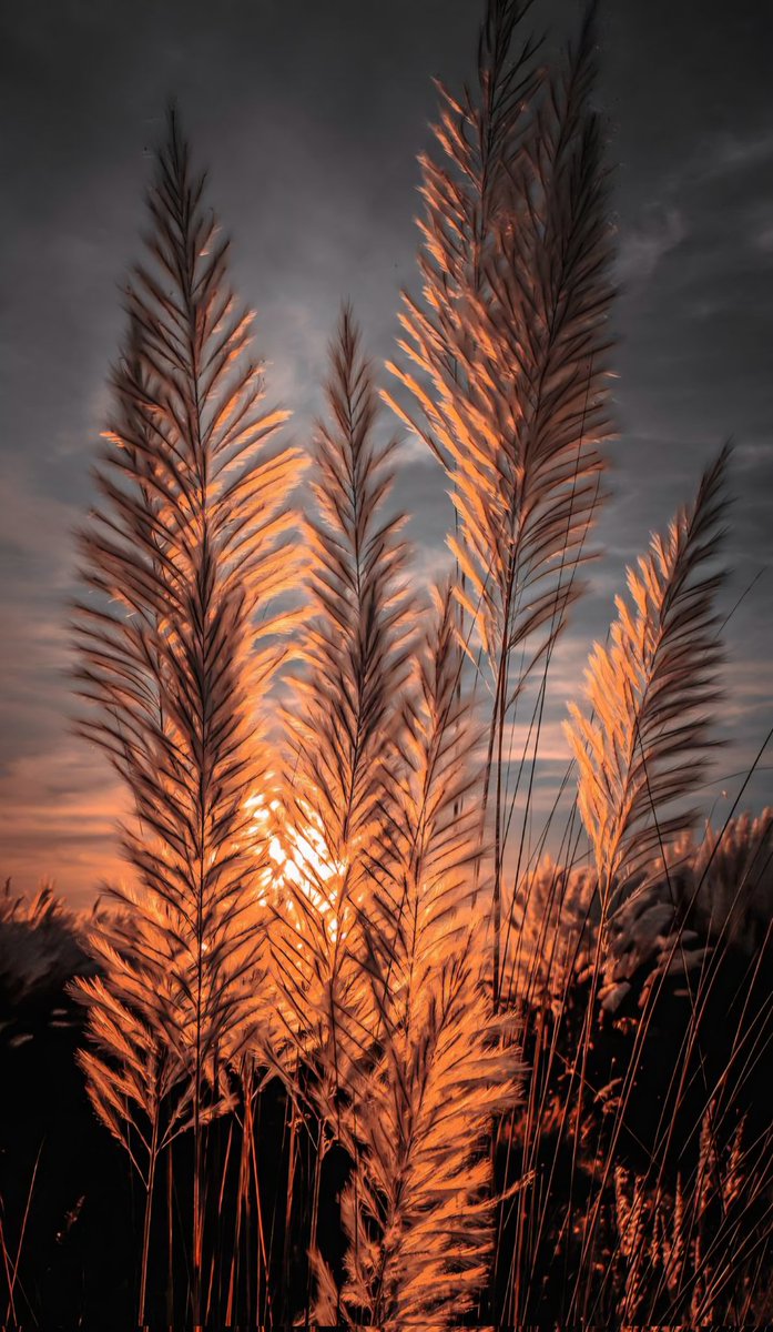 Phonenurd's tweet photo. Feathered plumes against a fading sky,nature's soft whisper in the twilight #GoldenHour #SunsetPhotography #NatureAesthetic #KashPhool #AutumnVibes #Photography #ShotOnSnapdragon #withGalaxy @Snapdragon @SnapdragonCarla @gregcroc @akcozm @ThePhotoHour @the_gpc_ @SamsungMobileUS https://t.co/IFzpYmkQh5