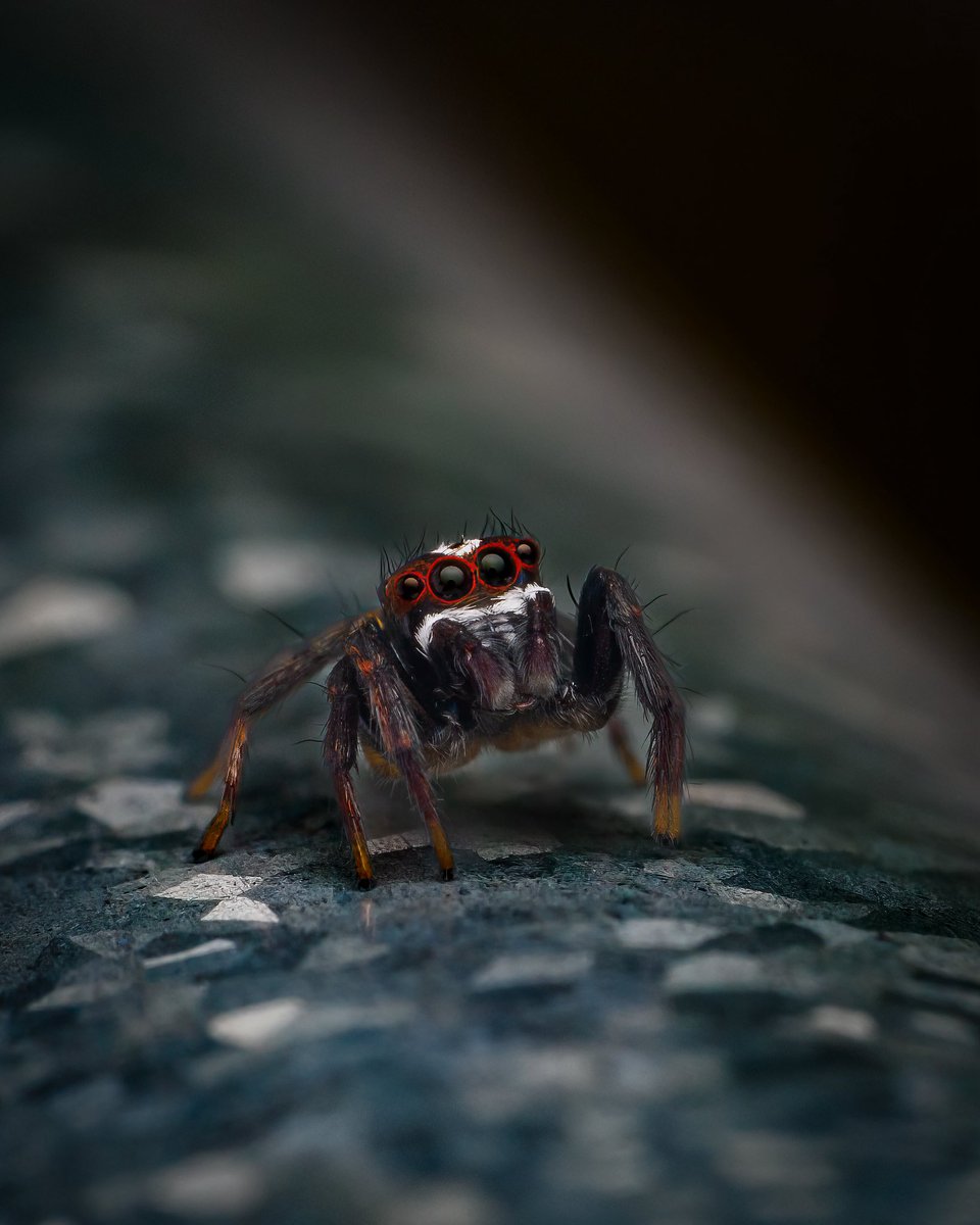 Macro_Nara's tweet photo. Met this tiny guardian on my first afternoon at Yarina 🕷️
Jumping spiders have such character — red eyes, big energy, zero fear.
#macro #spidersofinstagram #biodiversity https://t.co/xVHS0byKpr