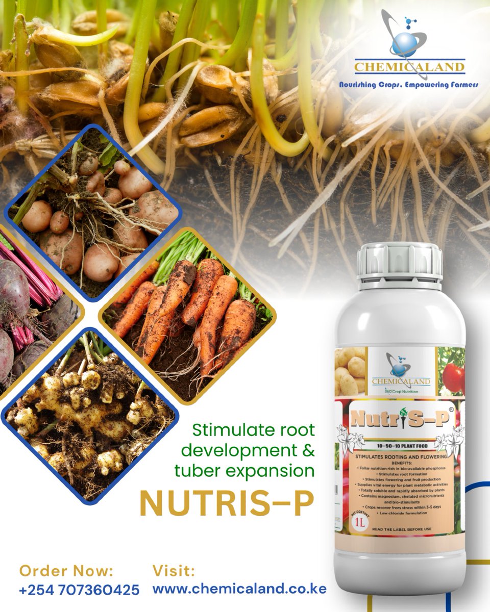 chemicalandltd's tweet image. Healthy roots equal healthy crops. Nutris-P supports strong root growth in all crops and improves tuber size in potatoes, carrots, and beetroots. Expect stronger plants, faster growth, and bigger yields.

+254 707 360425  
chemicaland.co.ke
#FarmingInKenya
#AgroSolutions