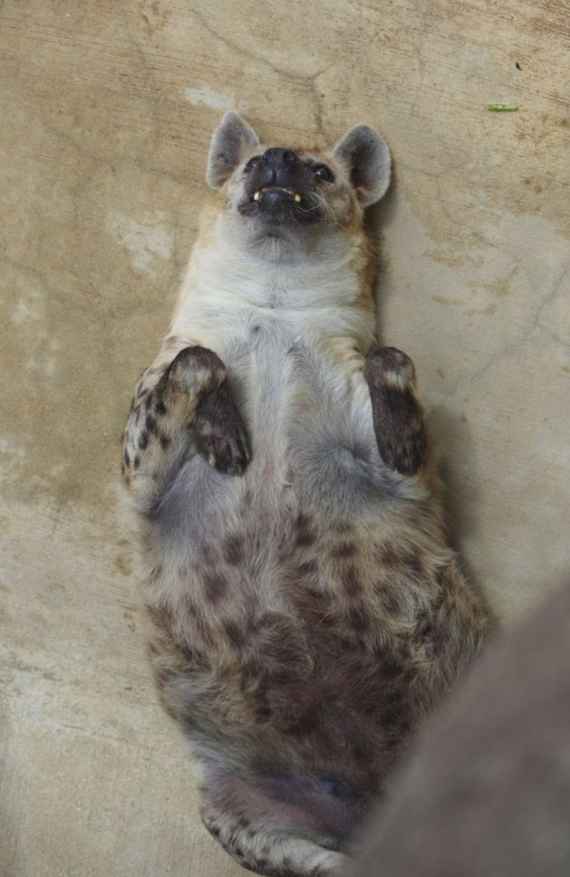 All the zzz characters mid asf yall just gooners