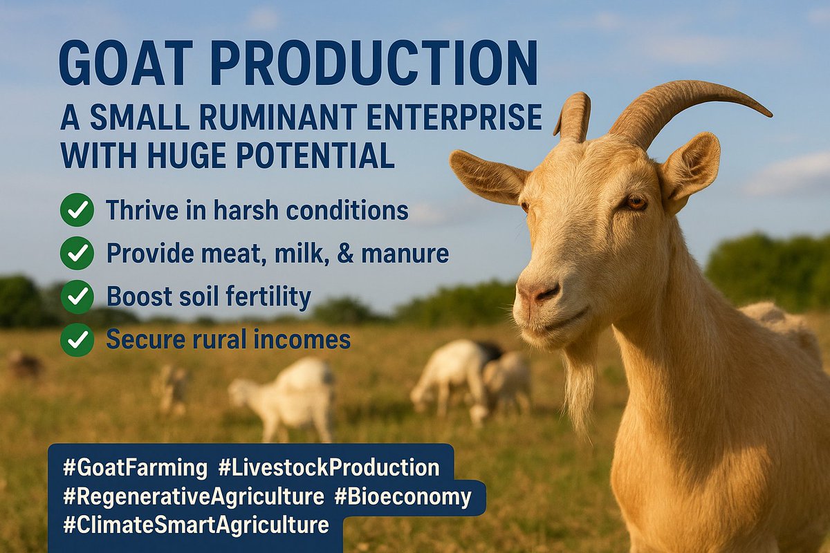 Goats = Small ruminants, BIG impact! 🐐💪

✅ Thrive in harsh conditions
✅ Provide meat, milk, &amp; manure
✅ Boost soil fertility ♻️
✅ Secure rural incomes

They’re key to #RegenerativeAgriculture, #Bioeconomy &amp; #ClimateSmart farming! 🌱

#GoatFarming #LivestockProduction