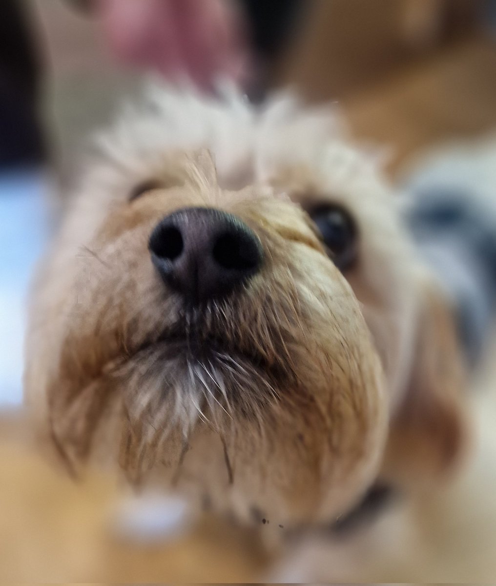 swanseastones's tweet photo. Everyone, Harvey.

Harvey, everyone.

Harvey is a professional archeologist, if, by professional archeologist, you mean someone who buries squeaky bones in the garden and then forgets where they are.

His proudest achievement is that he's a Very Good Dog.

#DogsInBookshops https://t.co/PeMvQUGjsg