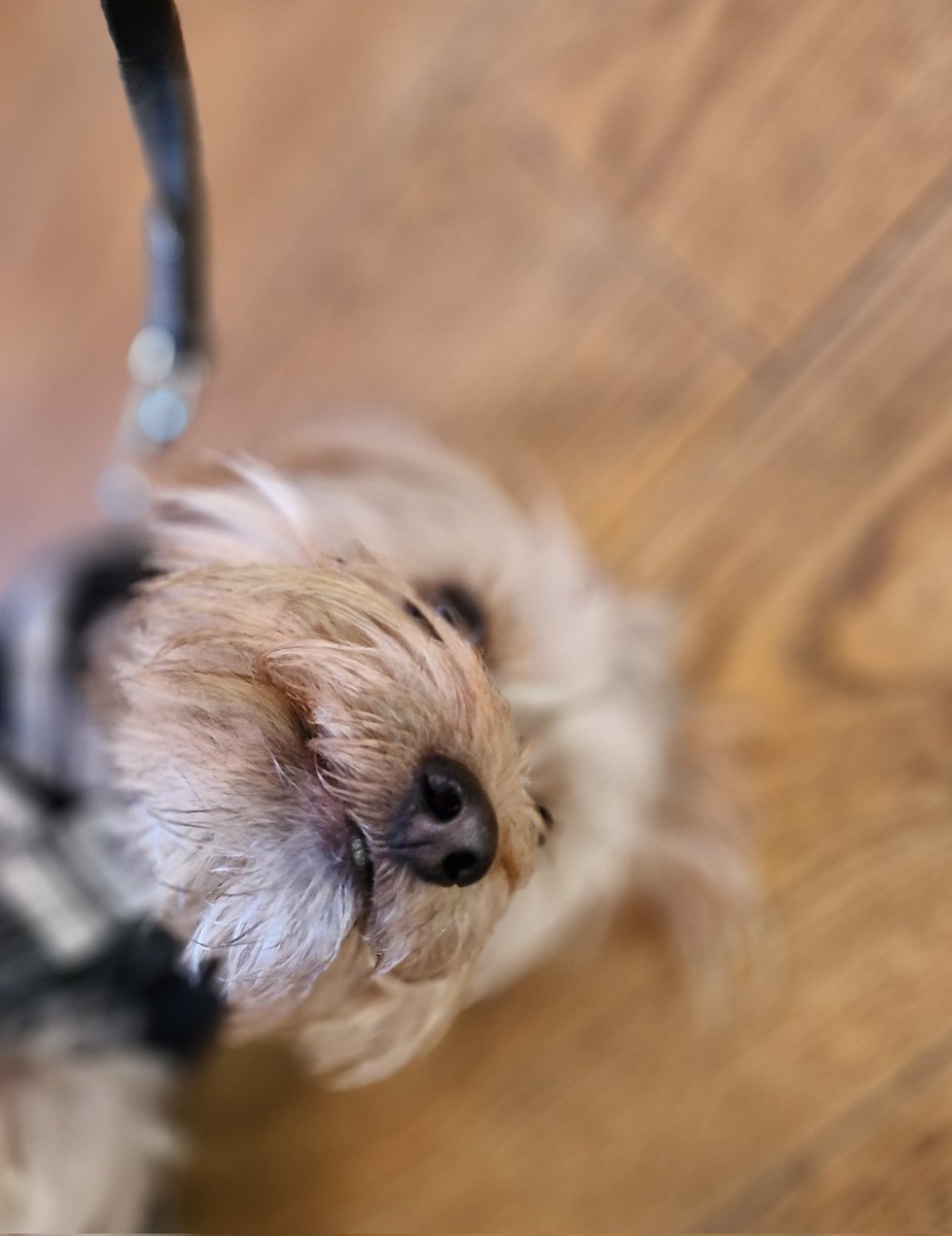 swanseastones's tweet photo. Everyone, Harvey.

Harvey, everyone.

Harvey is a professional archeologist, if, by professional archeologist, you mean someone who buries squeaky bones in the garden and then forgets where they are.

His proudest achievement is that he's a Very Good Dog.

#DogsInBookshops https://t.co/PeMvQUGjsg