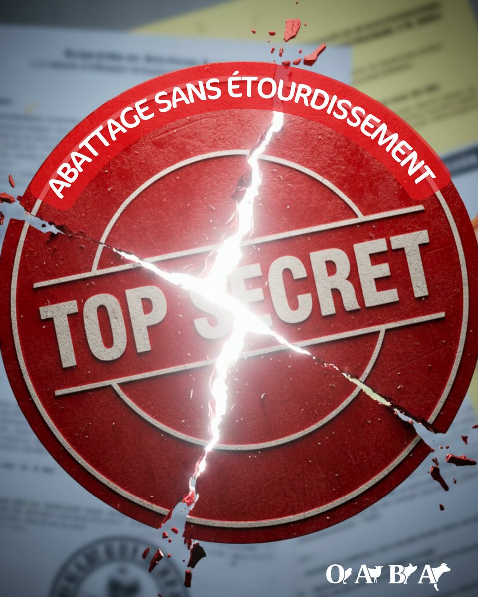 ⚖️ [COMMUNIQUÉ DE PRESSE]

🔴 L'OABA assigne l'État en justice pour le manque de transparence sur l'abattage sans étourdissement. 
Objectif ? Obtenir des statistiques claires et publiques !

#justicepourlesanimaux #scandaleabattage #stopabattagesansétourdissement
1/5 🧵⤵️