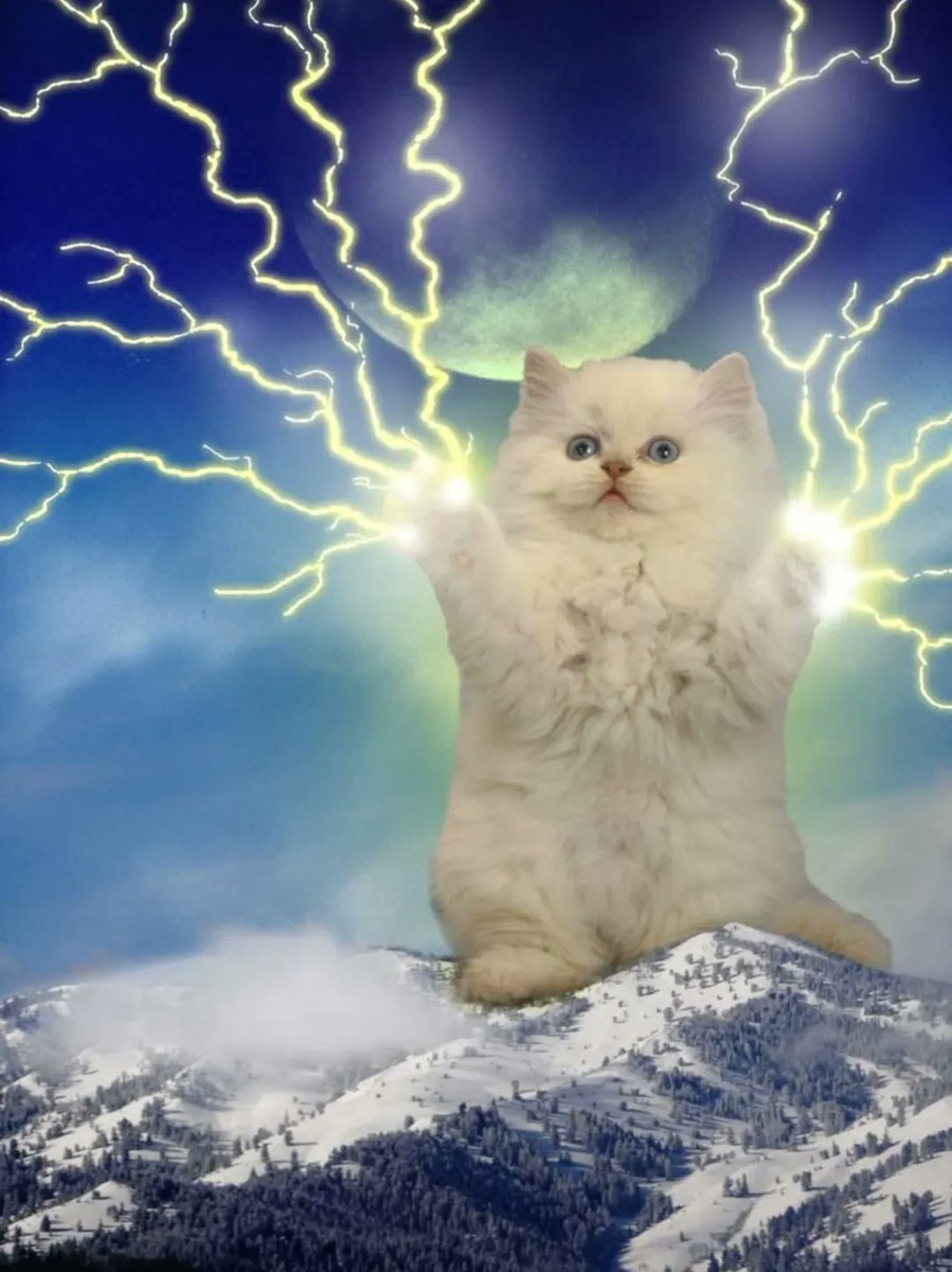 smol silly cat (@catsillyness) on Twitter photo 