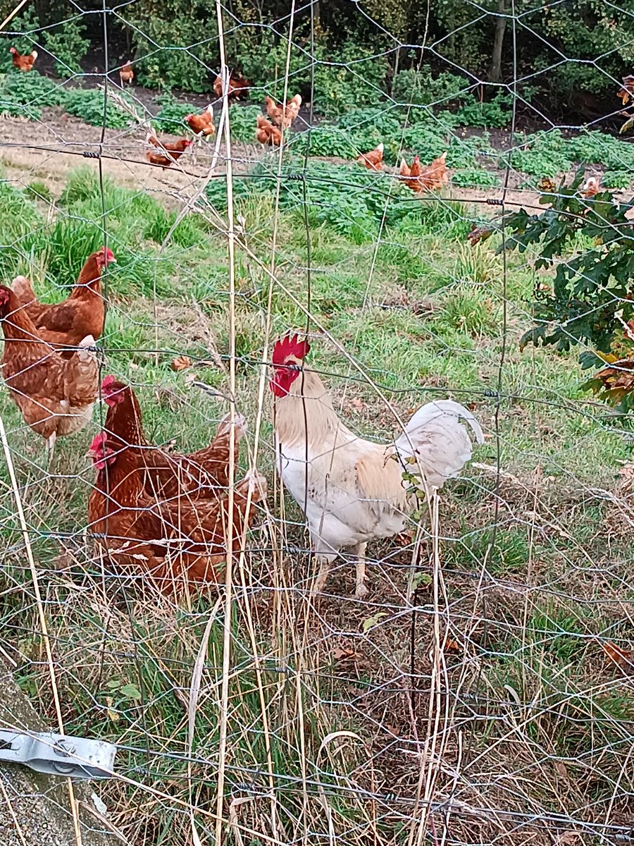 ch3laal's tweet image. Kleiner #Servicetweet