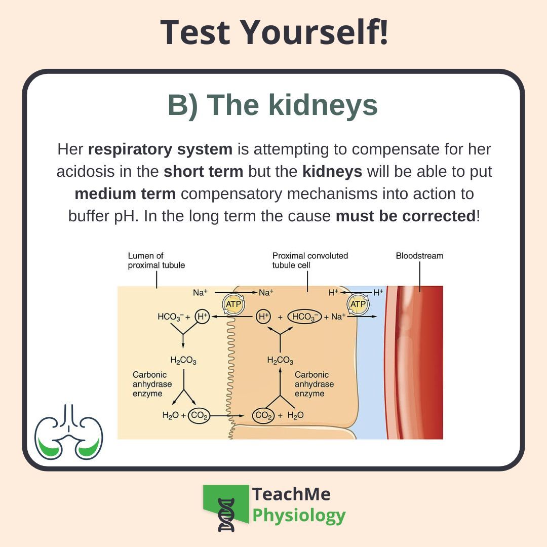 Did you get it right? ✅
Still, it can't hurt to learn more about the kidneys 🤓

Head over to our website and check out the article on Urinary Regulation of Acid-Base Balance 🧪
shorturl.at/ou2v8

#TeachMePhysiology #physiology #education
