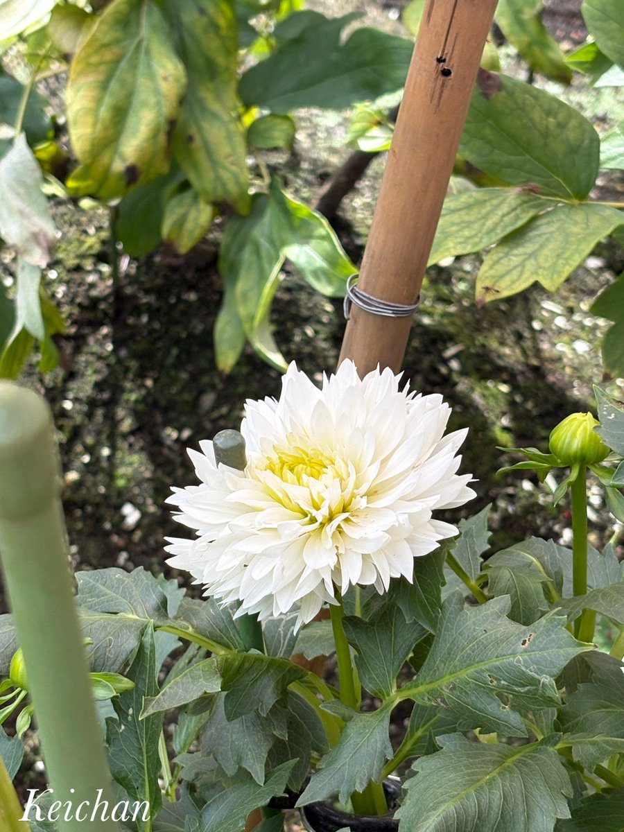 けいちゃん (@k1222_keichan) / Posts / X