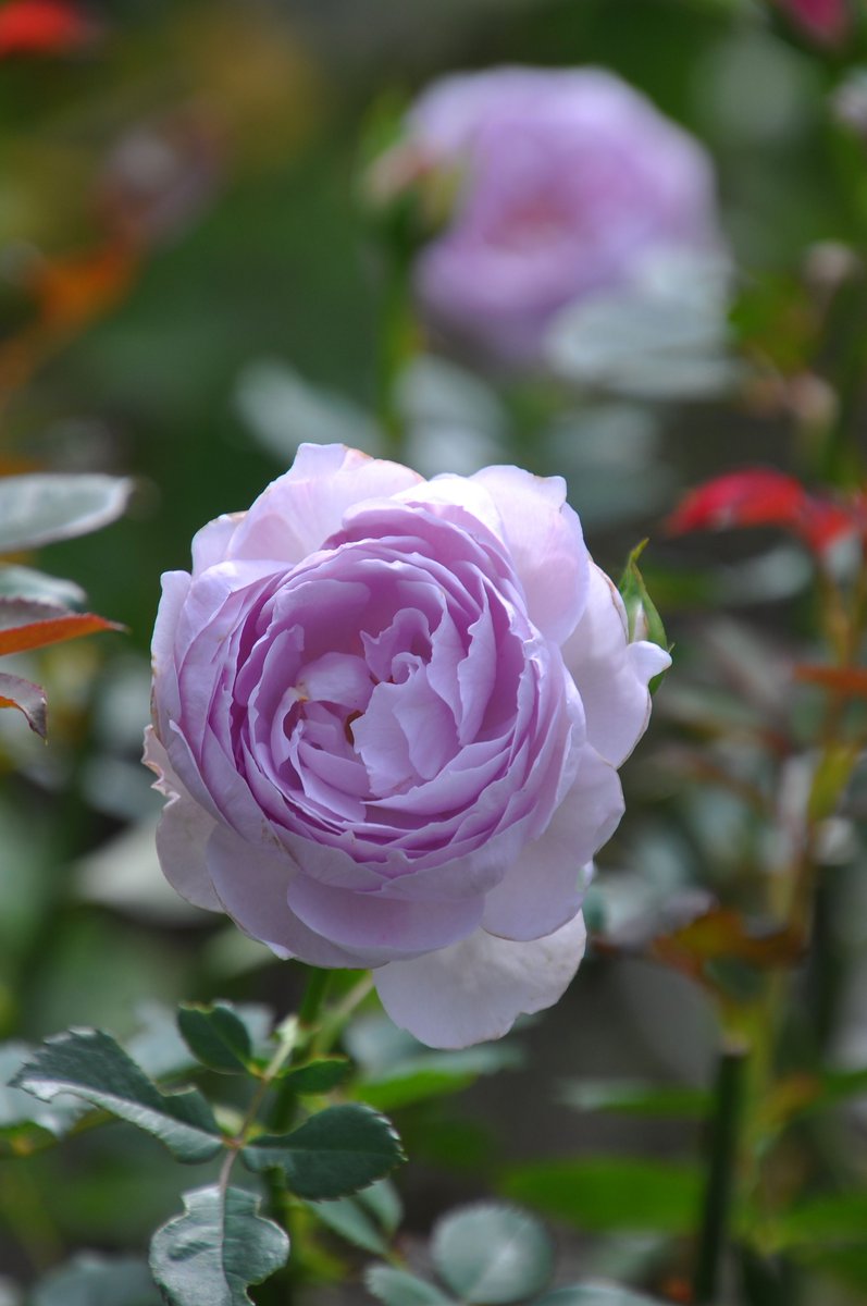 バラの家 公式本店 Rosa Orientis (@rosa_orientis) / Posts / X