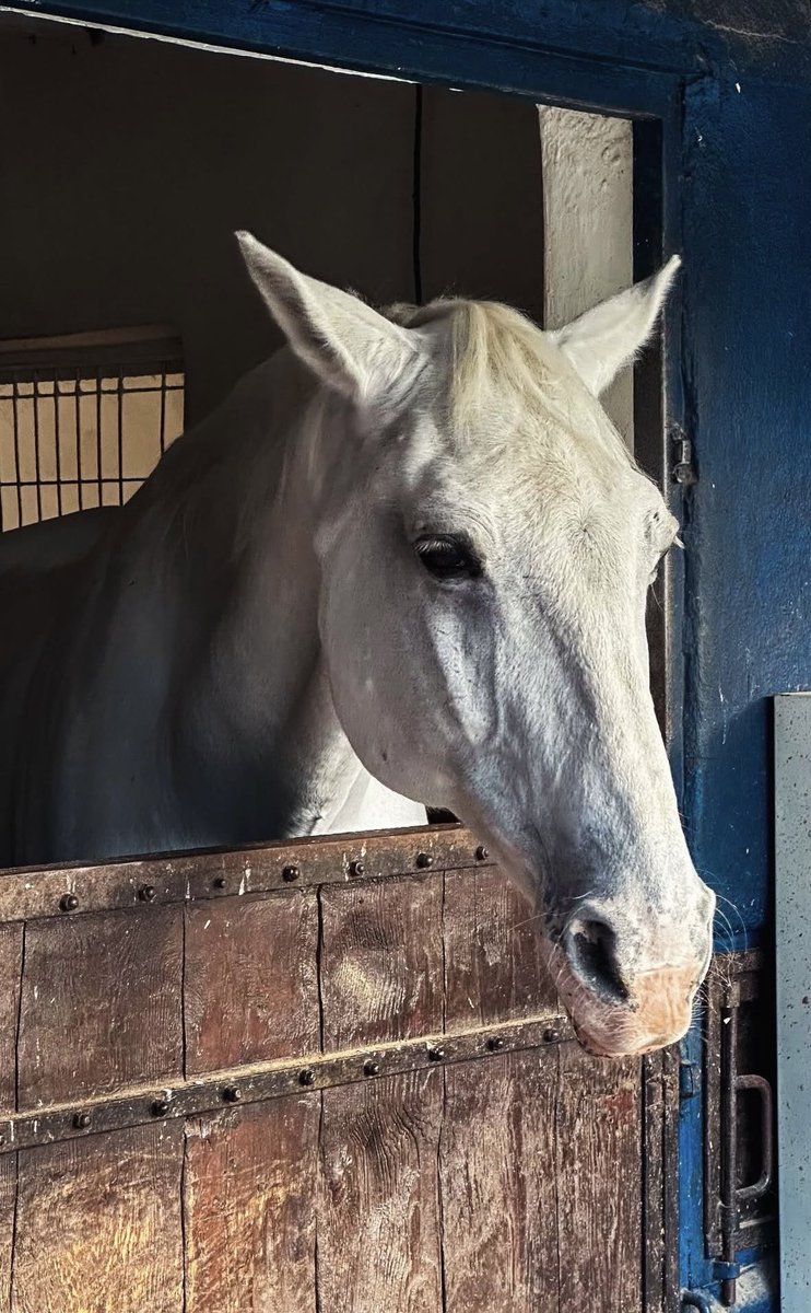 Aşık olduğum tek sarışın bey🫠🤍