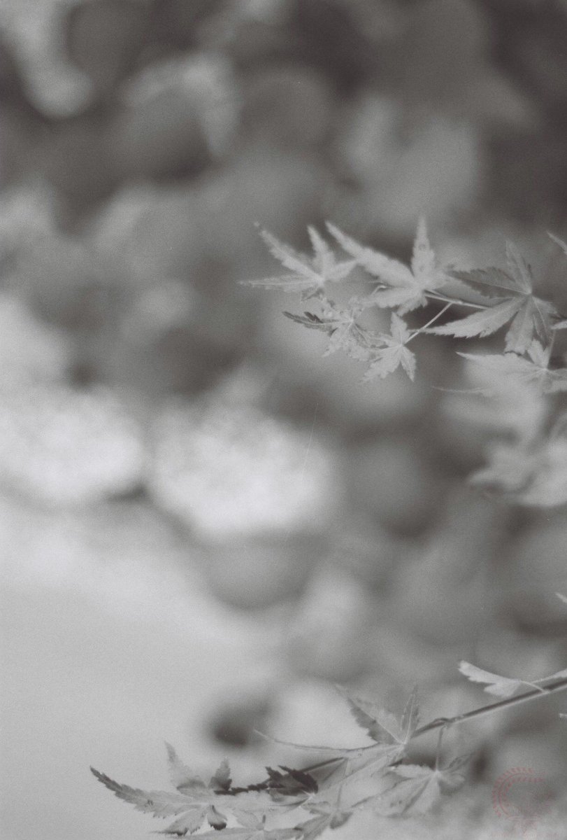 Nyagon (negative film photography lover) (@kyoto_suki